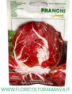CICORIA PALLA ROSSA PRECOCE