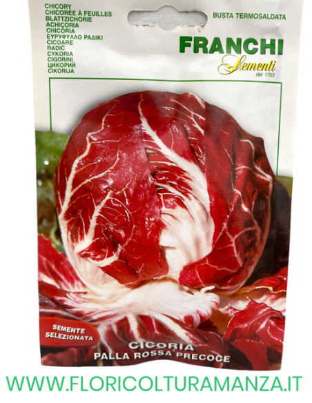 CICORIA PALLA ROSSA PRECOCE