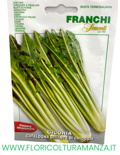 CICORIA CATALOGNA GIGANTE DI CHIOGGIA