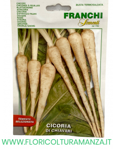 CICORIA DI CHIAVARI