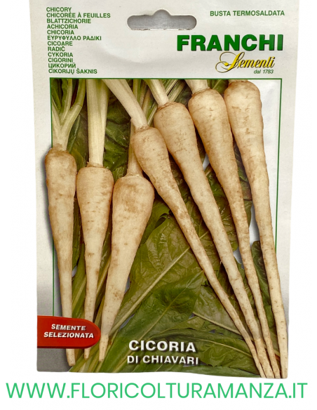 CICORIA DI CHIAVARI