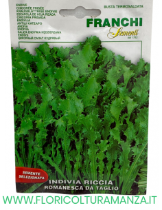 INDIVIA RICCIA ROMANESCA DA TAGLIO