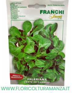 VALERIANA VERTE DE CAMBRAI
