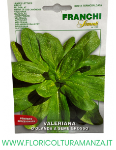VALERIANA D’OLANDA A SEME GROSSO