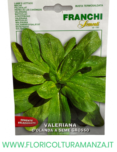 VALERIANA D’OLANDA A SEME GROSSO