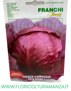 CAVOLO CAPPUCCIO TETE NOIRE 3
