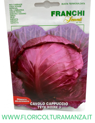CAVOLO CAPPUCCIO TETE NOIRE 3