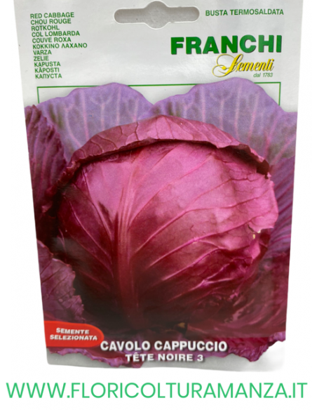 CAVOLO CAPPUCCIO TETE NOIRE 3