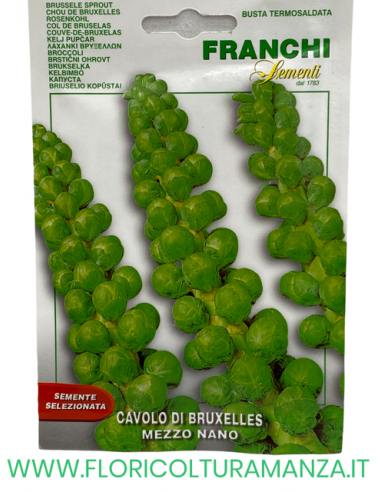 CAVOLO DI BRUXELLES MEZZO NANO
