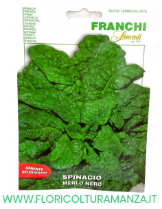 SPINACIO MERLO NERO