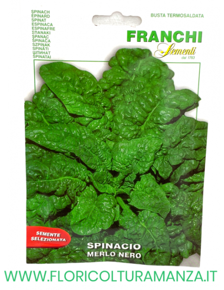 SPINACIO MERLO NERO