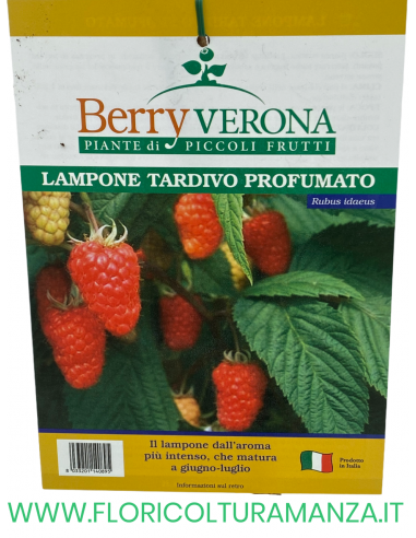 LAMPONE TARDIVO PROFUMATO VASO 20X20