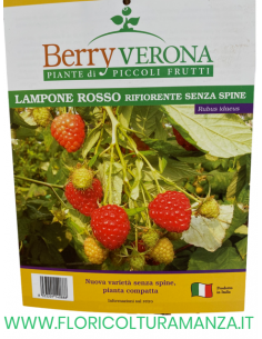 LAMPONE ROSSO RIFIORENTE SENZA SPINE VASO 20X20 2