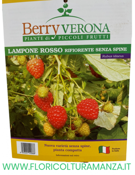 LAMPONE ROSSO RIFIORENTE SENZA SPINE VASO 20X20