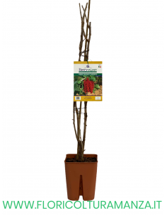 RIBES ROSSO TARDIVO VASO 20X20