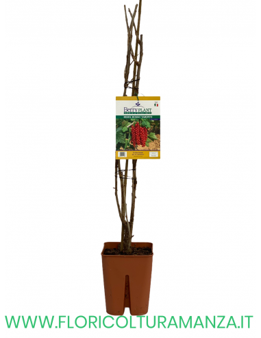 RIBES ROSSO TARDIVO VASO 20X20