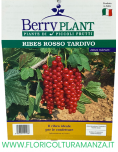 RIBES ROSSO TARDIVO VASO 20X20 2