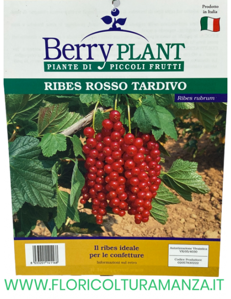 RIBES ROSSO TARDIVO VASO 20X20
