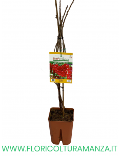 RIBES ROSSO PRECOCE VASO 20X20