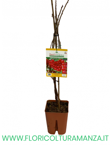 RIBES ROSSO PRECOCE VASO 20X20