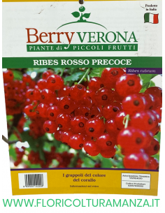 RIBES ROSSO PRECOCE VASO 20X20 2