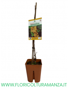 RIBES BIANCO VASO 20X20