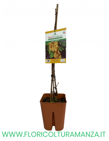 RIBES BIANCO VASO 20X20