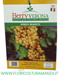RIBES BIANCO VASO 20X20 2