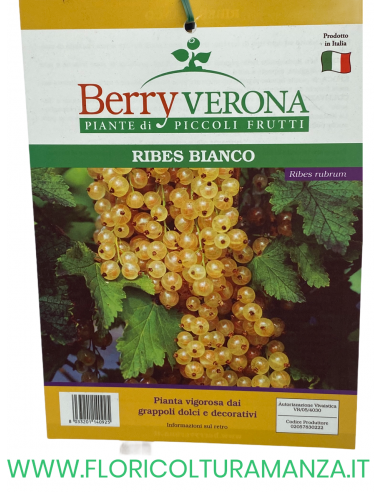 RIBES BIANCO VASO 20X20