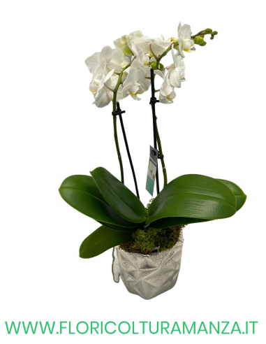 ORCHIDEA PHALAENOPSIS