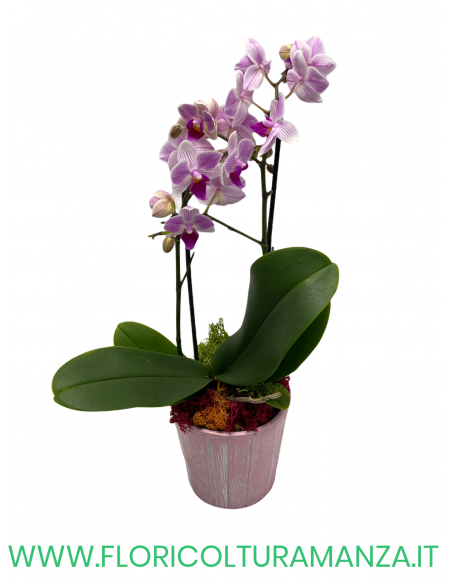 ORCHIDEA PHALAENOPSIS