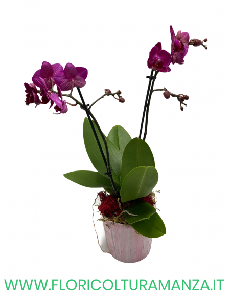 ORCHIDEA PHALAENOPSIS