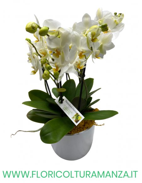 ORCHIDEA PHALAENOPSIS CON VASO IN CERAMICA