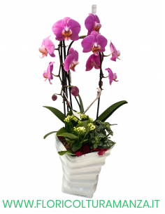 PHALAENOPSIS VIOLETTA