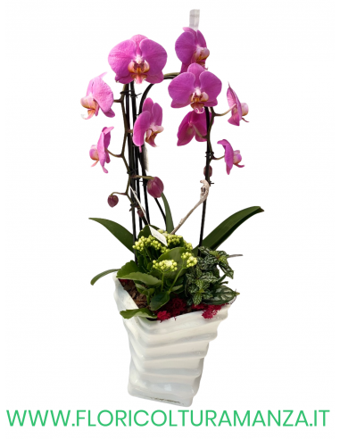 PHALAENOPSIS VIOLETTA