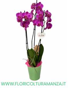 PHALAENOPSIS VIOLA
