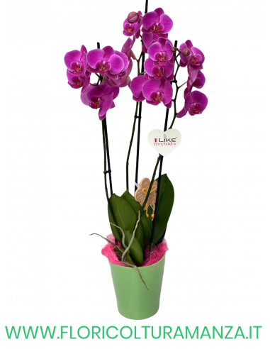PHALAENOPSIS VIOLA
