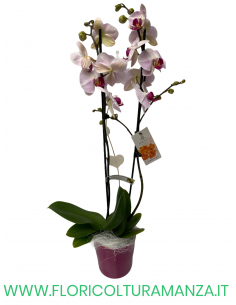 PHALAENOPSIS ROSA E BIANCA
