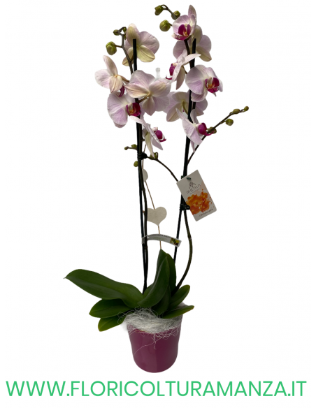 PHALAENOPSIS ROSA E BIANCA