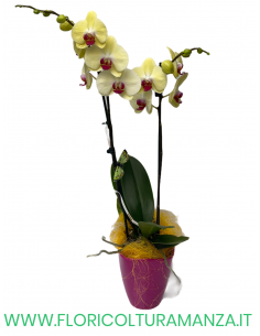 PHALAENOPSIS GIALLA