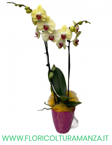 PHALAENOPSIS GIALLA