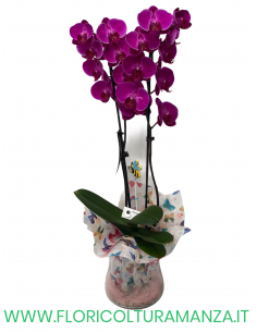 PHALAENOPSIS VIOLA