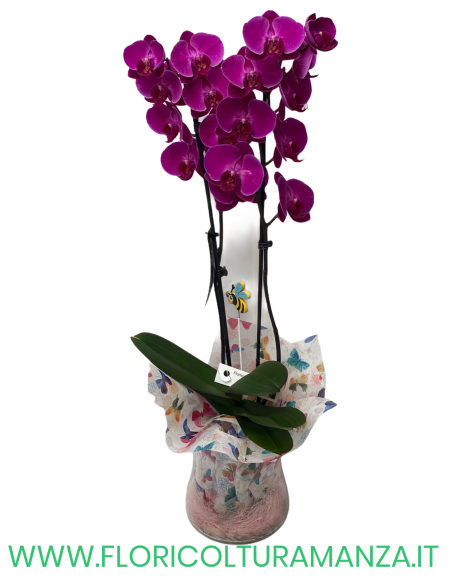 PHALAENOPSIS VIOLA