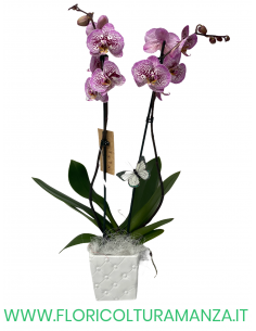 PHALAENOPSIS VIOLA E ROSA
