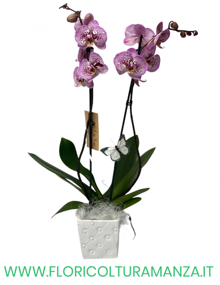 PHALAENOPSIS VIOLA E ROSA