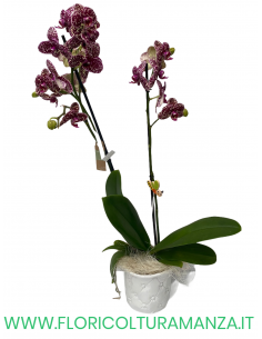 PHALAENOPSIS VIOLA E BIANCA