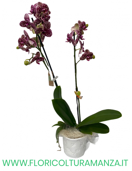 PHALAENOPSIS VIOLA E BIANCA