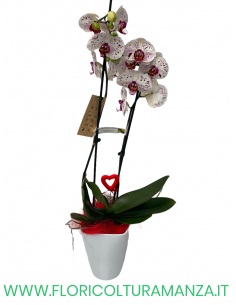 PHALAENOPSIS ROSA E VIOLA