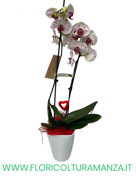 PHALAENOPSIS ROSA E VIOLA