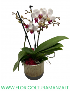 ORCHIDEA PHALAENOPSIS
